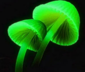 mushrooms Mycena lux-coeli (“Heavenly light mushrooms”)