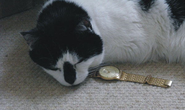 cat Monti is testing Marc watch