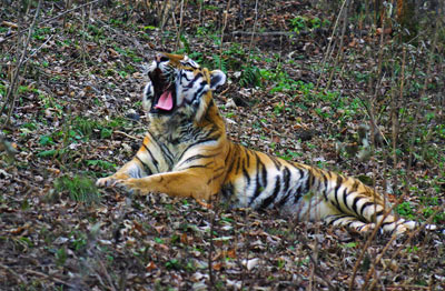 The Amur tiger - or Siberian tiger