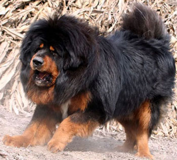 the most expensive dog - Tibetan mastiff