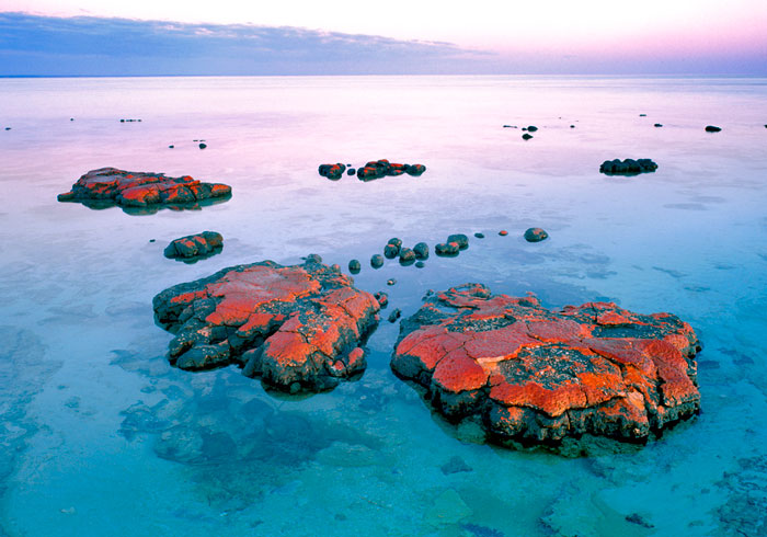Red Stromatolite - Western Australia