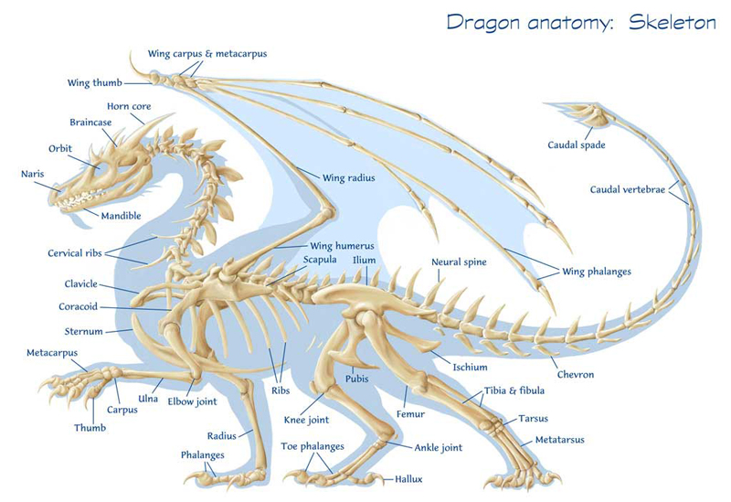 Dragon anatomy: Skeleton