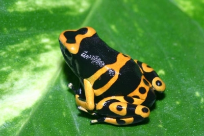 Dendrobates Leucomelas frog